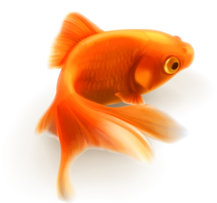 Goldfish vector material Realistic design
