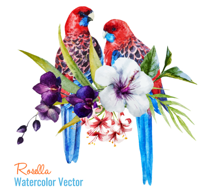 Painted Parrot vector material rose water
