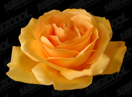 yellow roses pictures. Realism yellow roses vector