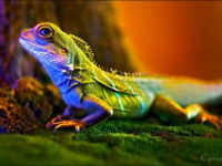 40 amazing appreciation of the macro photography