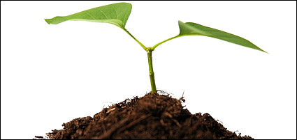 Soil and plant material picture
