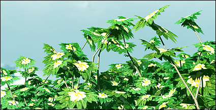 Blue sky and plant picture material