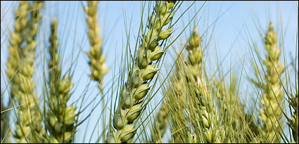 Wheat picture material