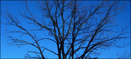 There is no material leaves of trees
