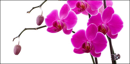 Orchid white picture material-9
