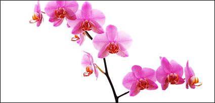 Orchid white picture material-7