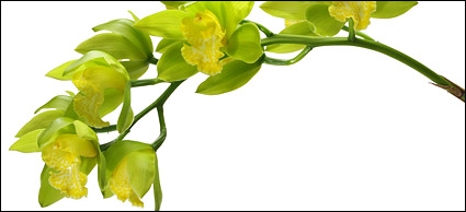 Orchid white picture material-5