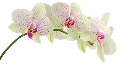 Orchid white picture material-4