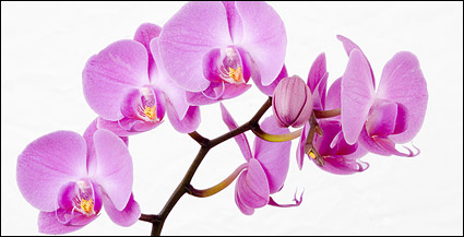 Orchid white picture material-3