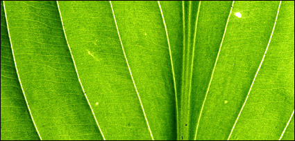 Green leaves, close-up picture background material