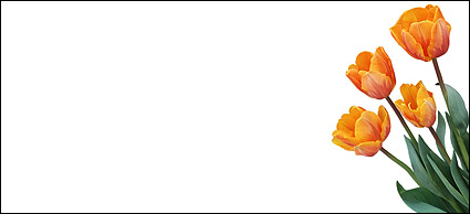 Orange tulip picture material