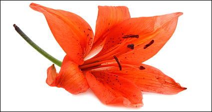 Red flowers picture material