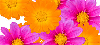 Color daisy picture material