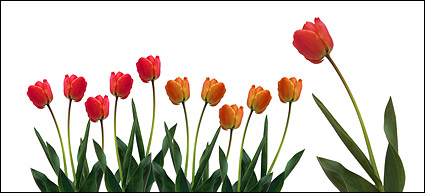 Tulip picture material