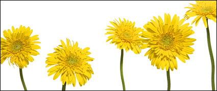 Yellow daisy picture material