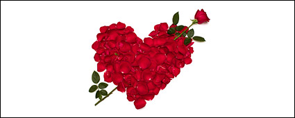 Rose petals composed of heart-shaped picture material