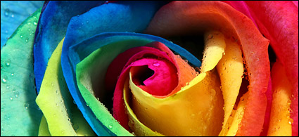 Rose color close-up picture material