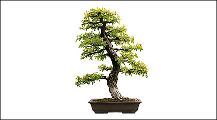 Potted picture material-4