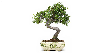 Potted picture material-2