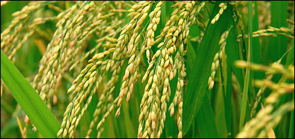 Food series picture material-5