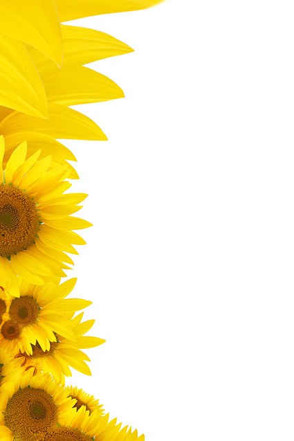 background, sunflowers,