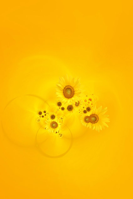 yellow flowers background. flowers, yellow,