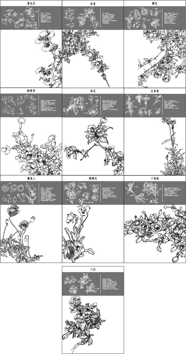 cherry blossom flower drawing. poppy Cornflower cherry