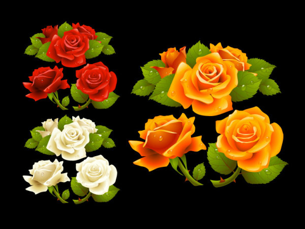 beautiful white rose flowers. Keywords rose flower floral