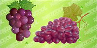 grappe de raisin vecteur matriel