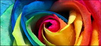 Rose de couleur prs, la photo du matriel