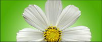 Eau blanche marguerite matriel photo
