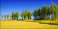 Alimentation srie matriel photo-8