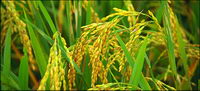 Alimentation srie matriel photo-10