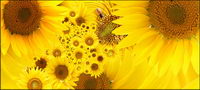 Tournesol image des documents de rfrence-5