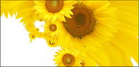 Tournesol image des documents de rfrence-12