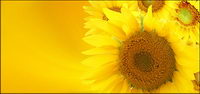 Tournesol image des documents de rfrence-10