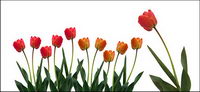 Tulip matriel photo