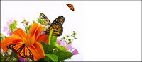 Butterfly et de lys du matriel photo
