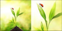 Plantes flottantes et les insectes du matriel photo-2
