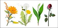 Quatre sortes de fleurs Vector matriel