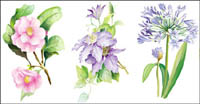 7 elegantes flores de acuarela material de vectores