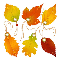 Exquisite feuille d