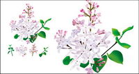 La mdecine chinoise  base de plantes - Lilas vecteur d