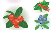 Vector de pequeños frutos rojos