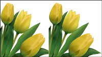 Lumineux tulipes 03 - matriel vecteur