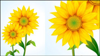 Girasol hermoso vector de material