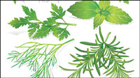 Feuilles de fines herbes 05 - matriel vecteur