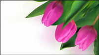 Lumineux tulipes 04 - matriel vecteur