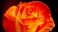 Matriel vecteur Roses