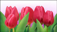Tulipes lumineuses 01 - vecteur